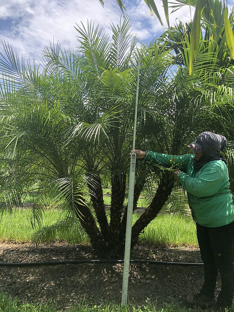 phoenix-roebelenii-pygmy-date-palm-roebelenii-palm