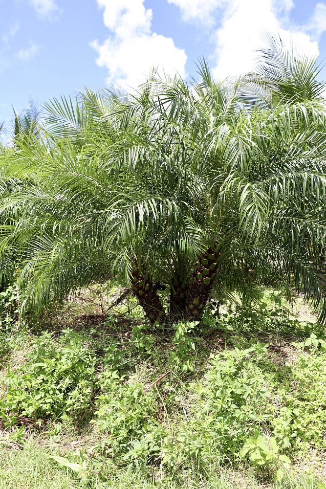 phoenix-roebelenii-pygmy-date-palm-roebelenii-palm
