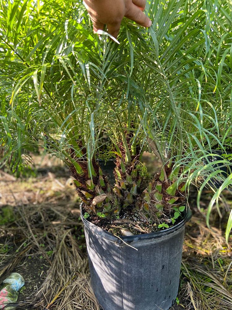 phoenix-roebelenii-pygmy-date-palm-roebelenii-palm