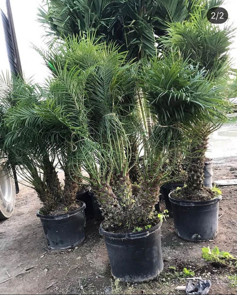 phoenix-roebelenii-pygmy-date-palm-roebelenii-palm