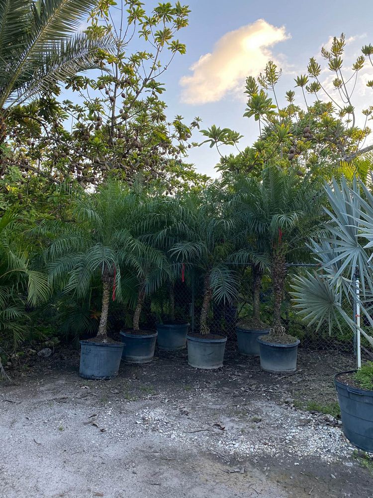 phoenix-roebelenii-pygmy-date-palm-roebelenii-palm
