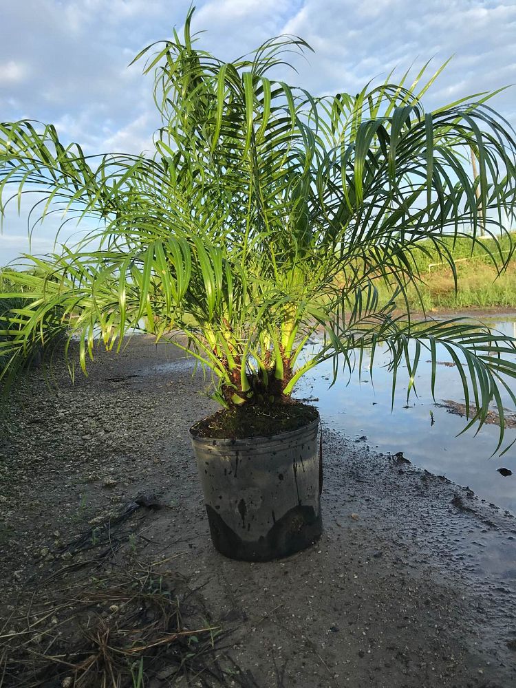 phoenix-roebelenii-pygmy-date-palm-roebelenii-palm
