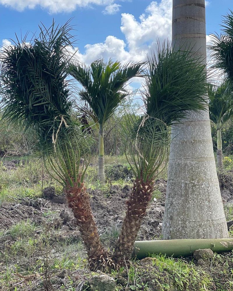 phoenix-roebelenii-pygmy-date-palm-roebelenii-palm