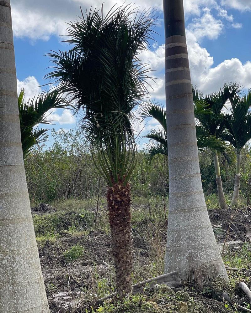 phoenix-roebelenii-pygmy-date-palm-roebelenii-palm