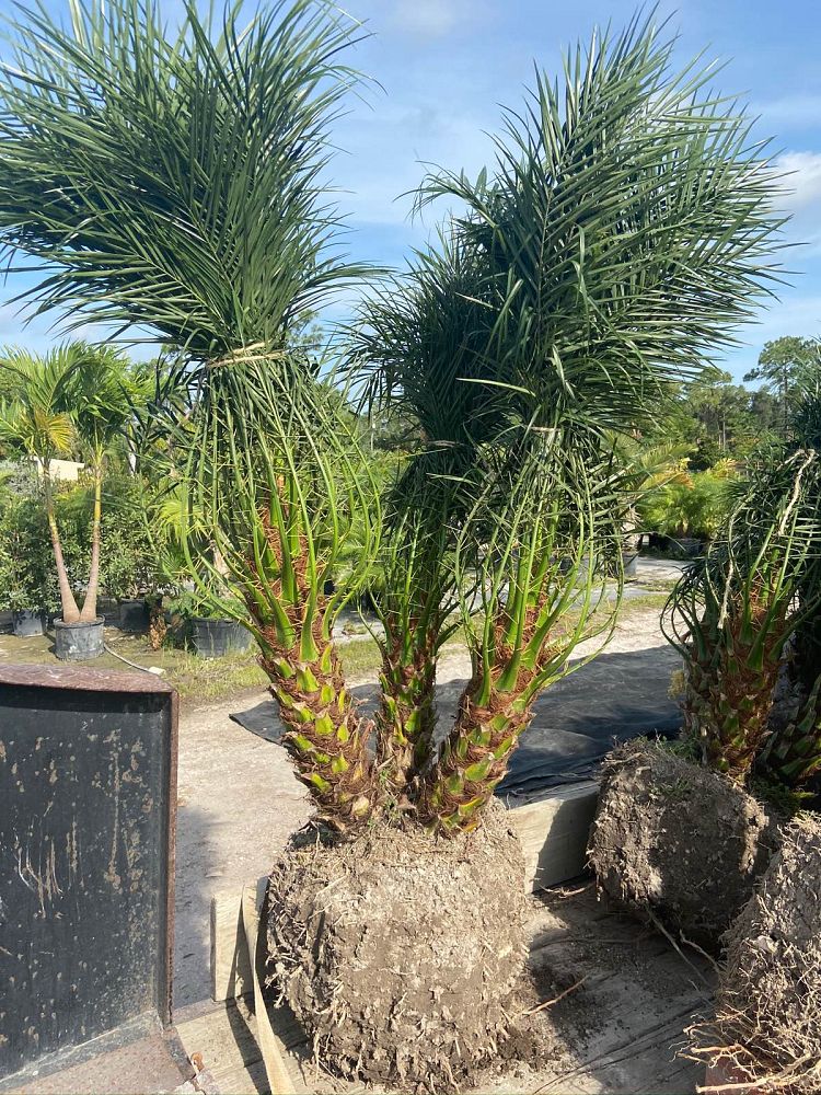 phoenix-roebelenii-pygmy-date-palm-roebelenii-palm
