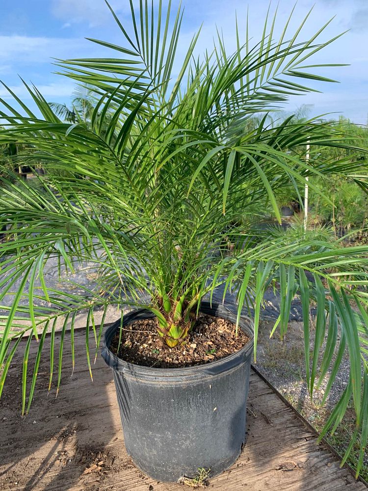 phoenix-roebelenii-pygmy-date-palm-roebelenii-palm