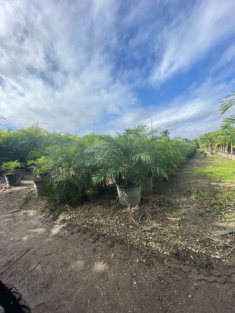 phoenix-roebelenii-pygmy-date-palm-roebelenii-palm