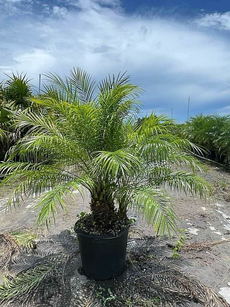 phoenix-roebelenii-pygmy-date-palm-roebelenii-palm