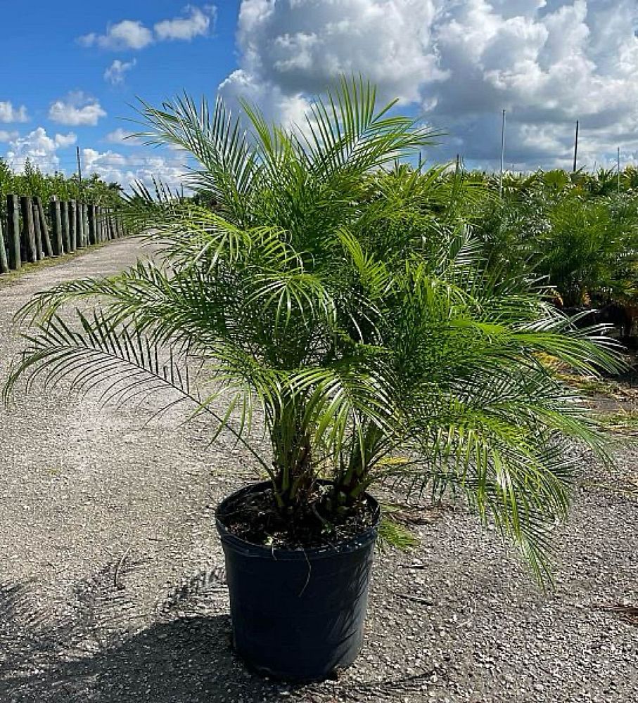phoenix-roebelenii-pygmy-date-palm-roebelenii-palm