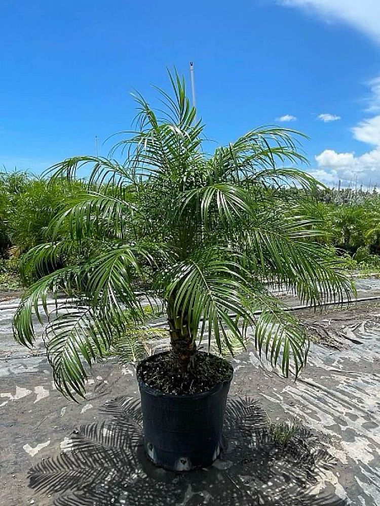 phoenix-roebelenii-pygmy-date-palm-roebelenii-palm