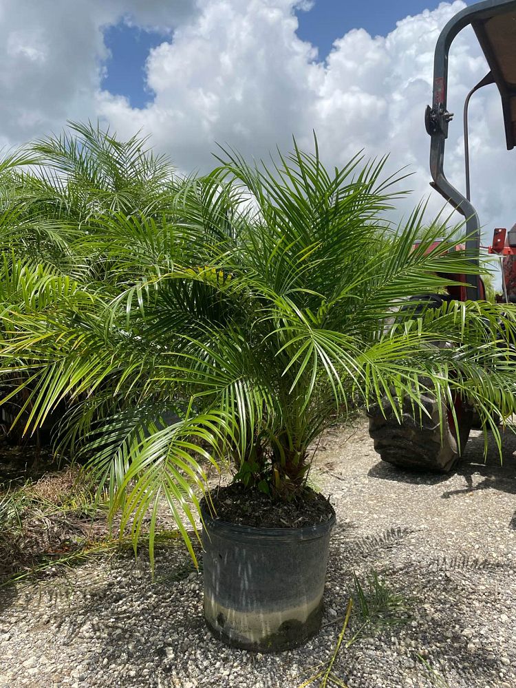 phoenix-roebelenii-pygmy-date-palm-roebelenii-palm