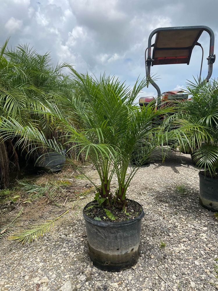 phoenix-roebelenii-pygmy-date-palm-roebelenii-palm
