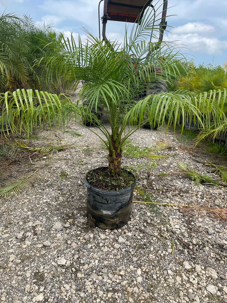 phoenix-roebelenii-pygmy-date-palm-roebelenii-palm