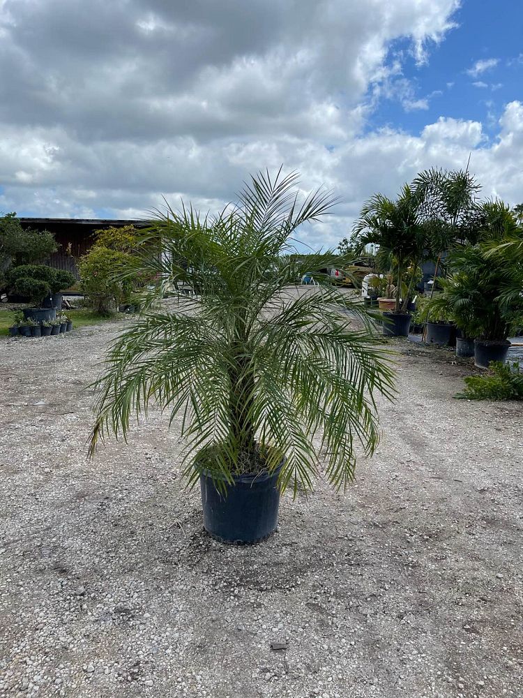 phoenix-roebelenii-pygmy-date-palm-roebelenii-palm