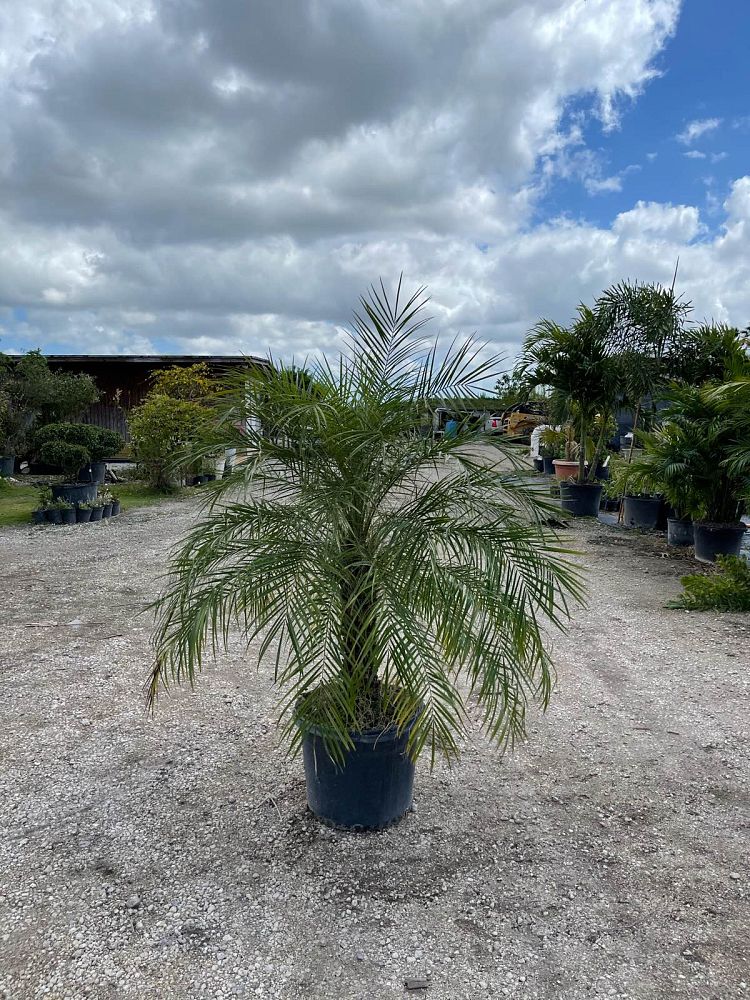 phoenix-roebelenii-pygmy-date-palm-roebelenii-palm