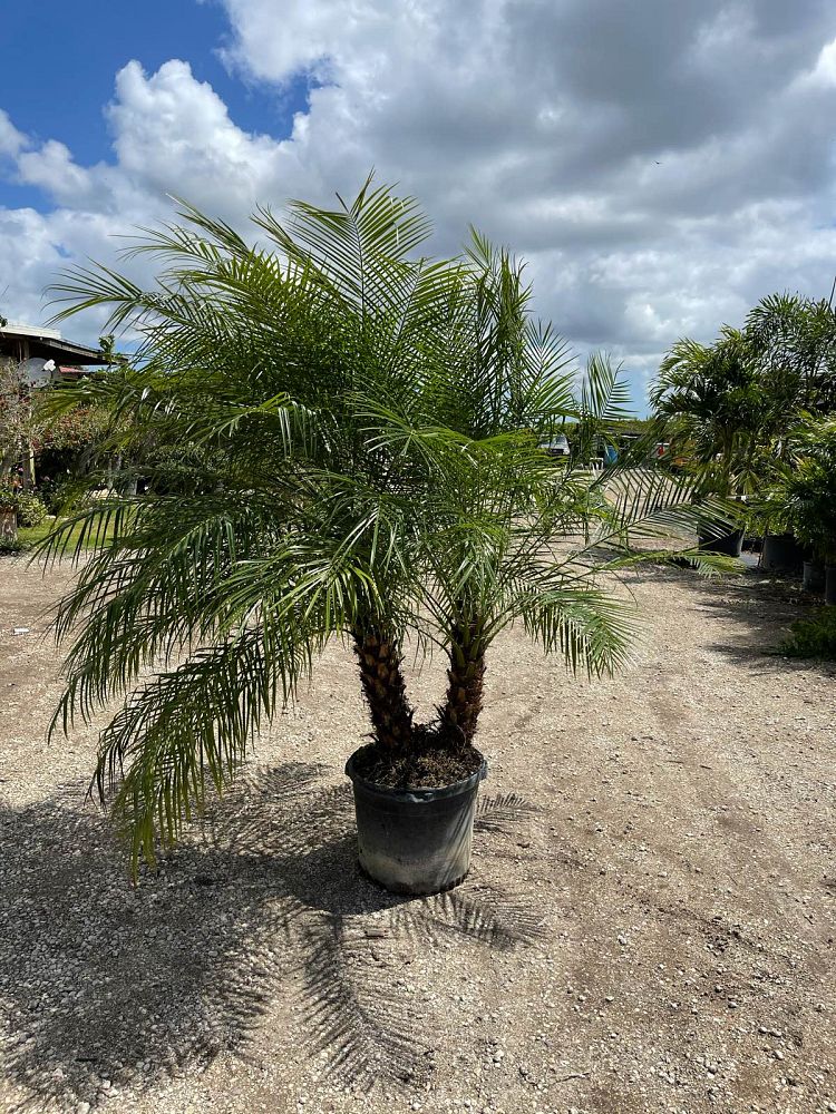 phoenix-roebelenii-pygmy-date-palm-roebelenii-palm