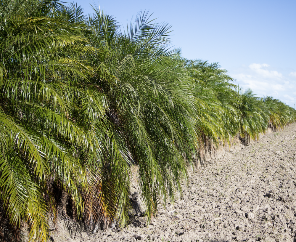 phoenix-roebelenii-pygmy-date-palm-roebelenii-palm