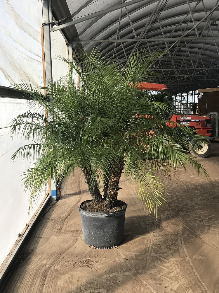 phoenix-roebelenii-pygmy-date-palm-roebelenii-palm