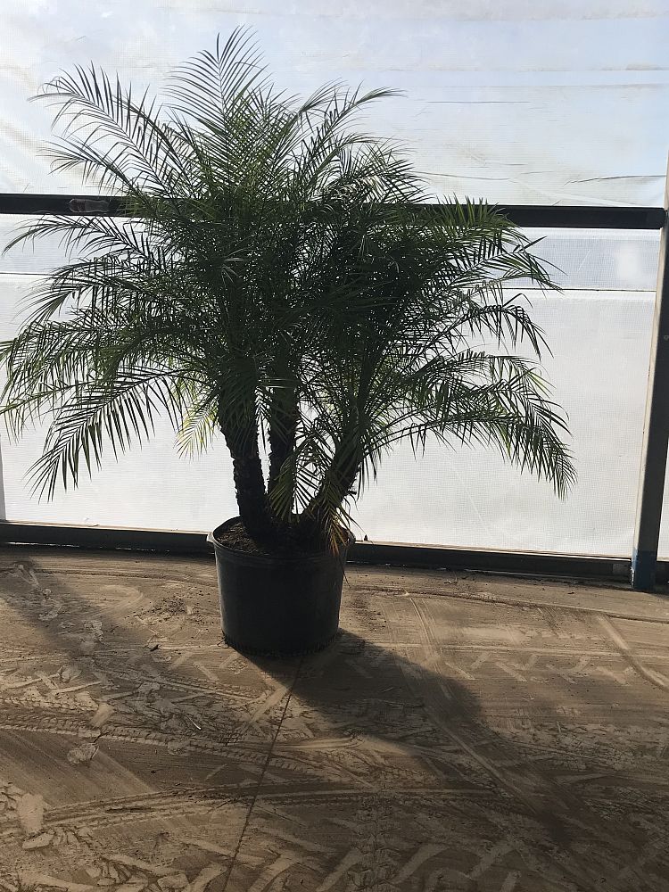 phoenix-roebelenii-pygmy-date-palm-roebelenii-palm