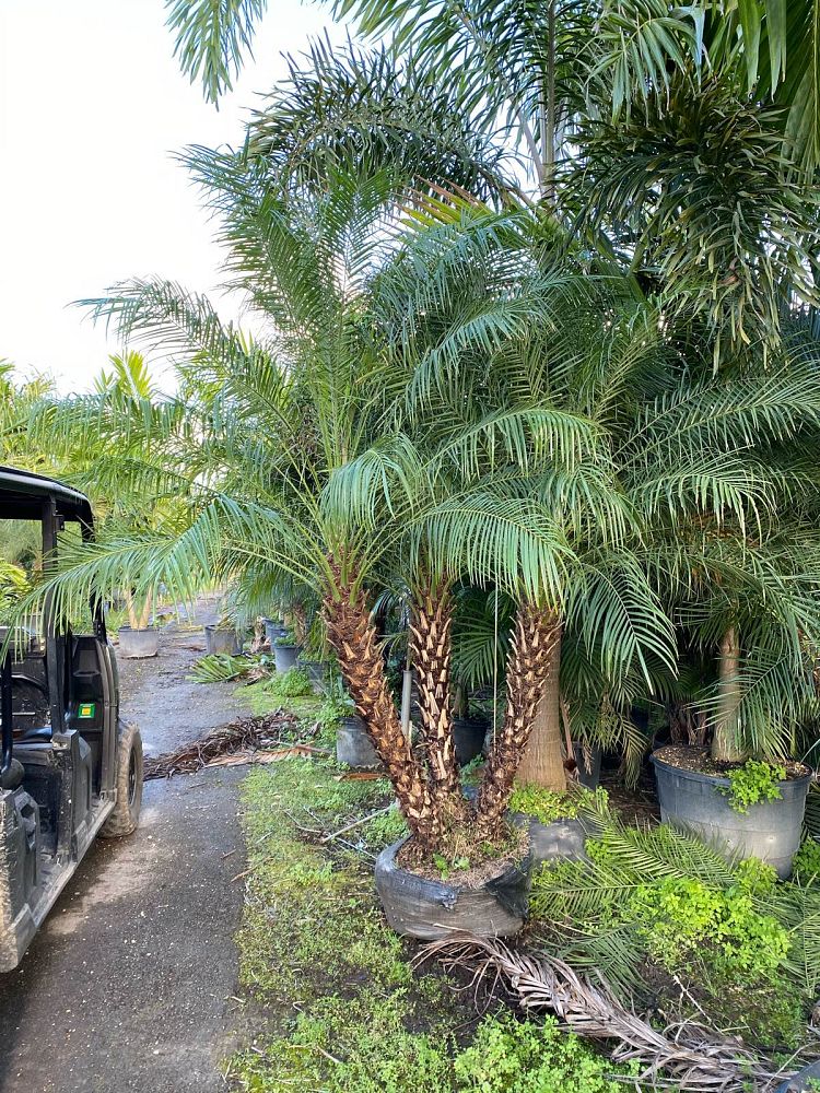 phoenix-roebelenii-pygmy-date-palm-roebelenii-palm