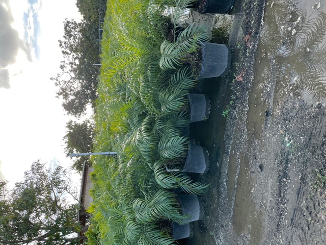 phoenix-roebelenii-pygmy-date-palm-roebelenii-palm