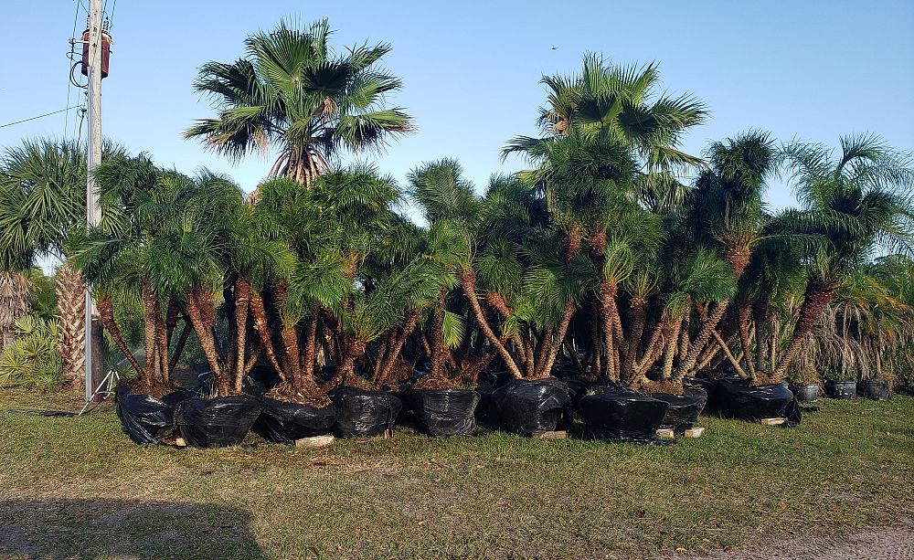 phoenix-roebelenii-pygmy-date-palm-roebelenii-palm