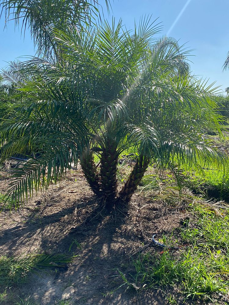 phoenix-roebelenii-pygmy-date-palm-roebelenii-palm