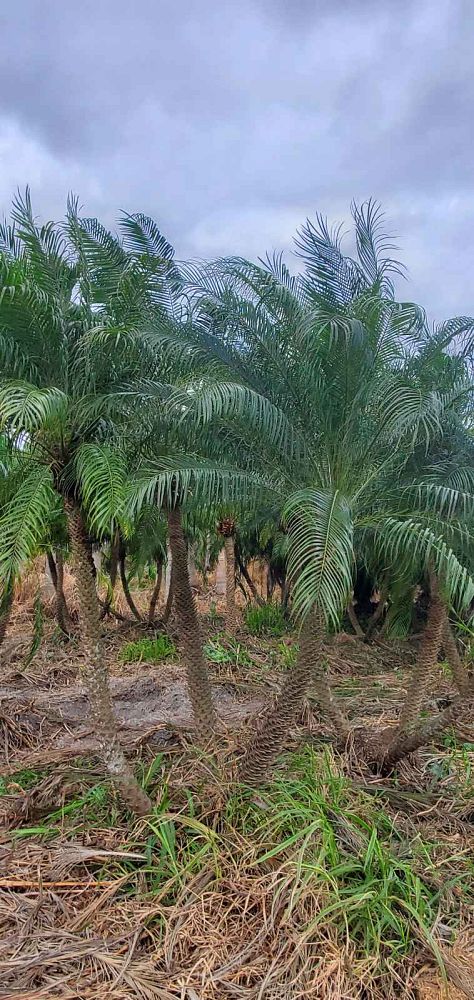 phoenix-roebelenii-pygmy-date-palm-roebelenii-palm