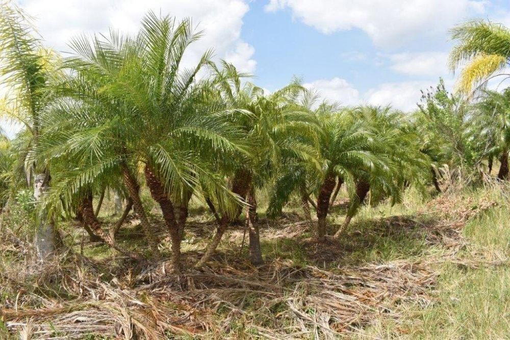 phoenix-roebelenii-pygmy-date-palm-roebelenii-palm