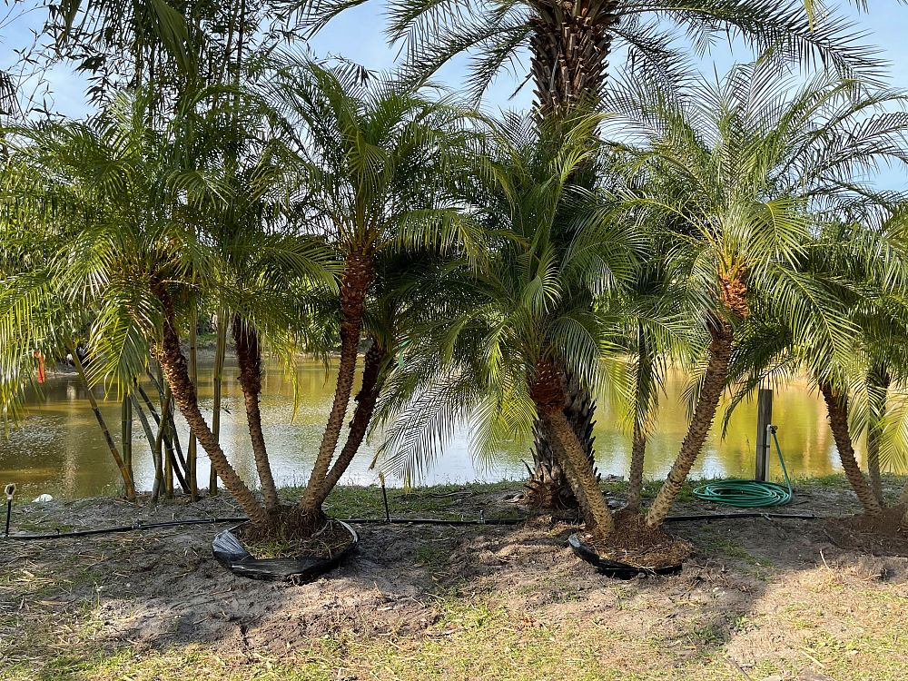 phoenix-roebelenii-pygmy-date-palm-roebelenii-palm
