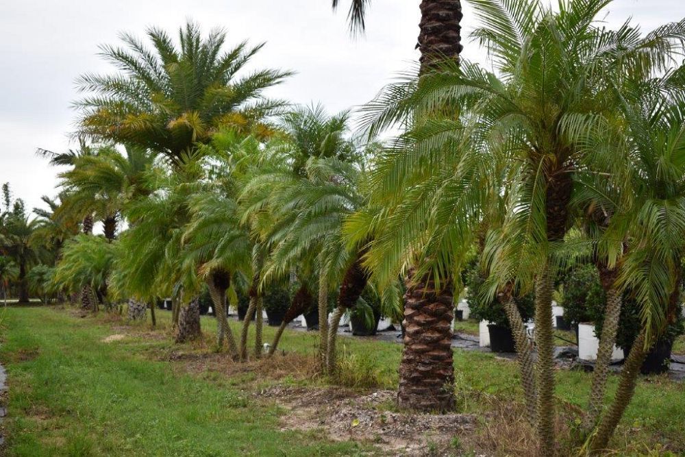 phoenix-roebelenii-pygmy-date-palm-roebelenii-palm