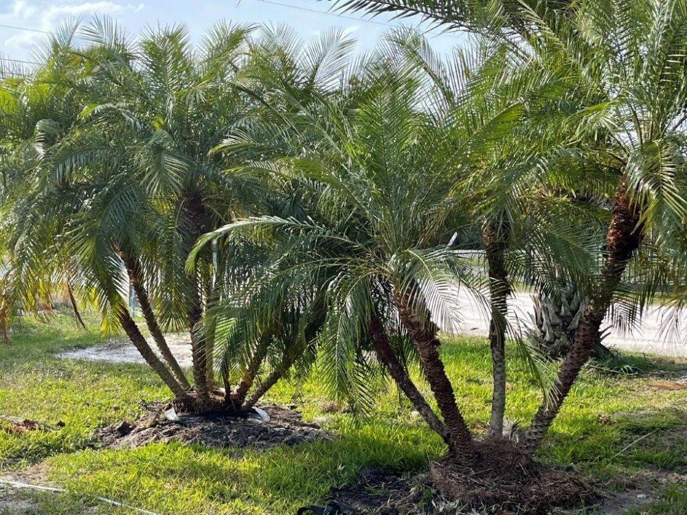phoenix-roebelenii-pygmy-date-palm-roebelenii-palm