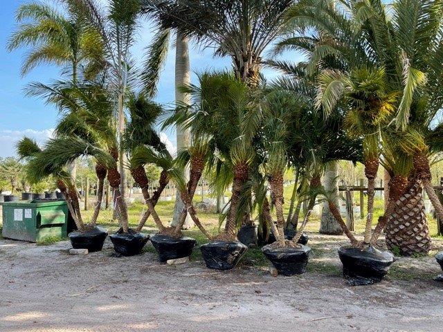 phoenix-roebelenii-pygmy-date-palm-roebelenii-palm