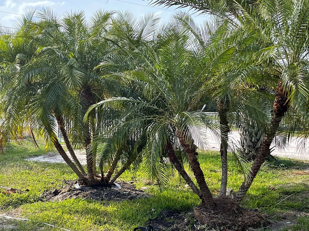 phoenix-roebelenii-pygmy-date-palm-roebelenii-palm