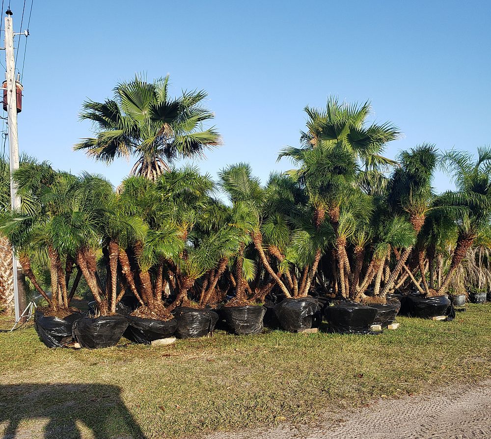 phoenix-roebelenii-pygmy-date-palm-roebelenii-palm