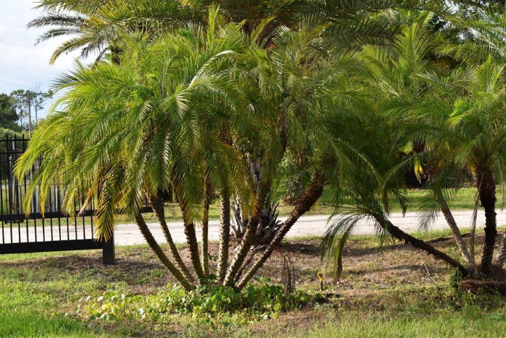 phoenix-roebelenii-pygmy-date-palm-roebelenii-palm
