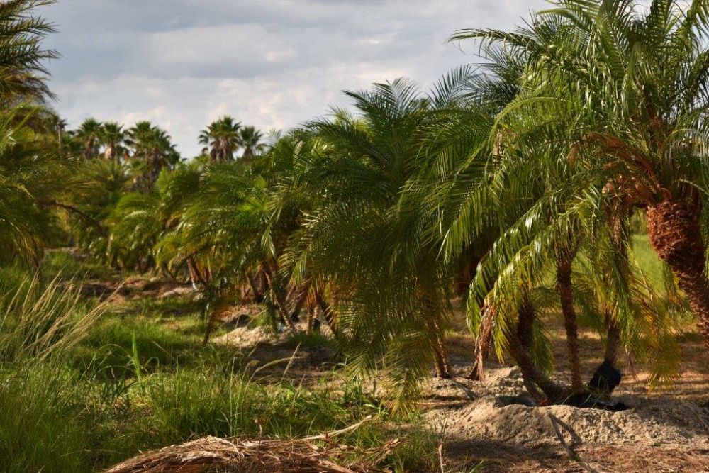 phoenix-roebelenii-pygmy-date-palm-roebelenii-palm