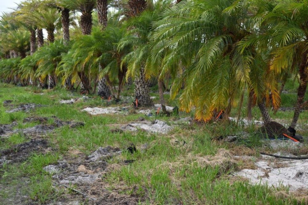 phoenix-roebelenii-pygmy-date-palm-roebelenii-palm