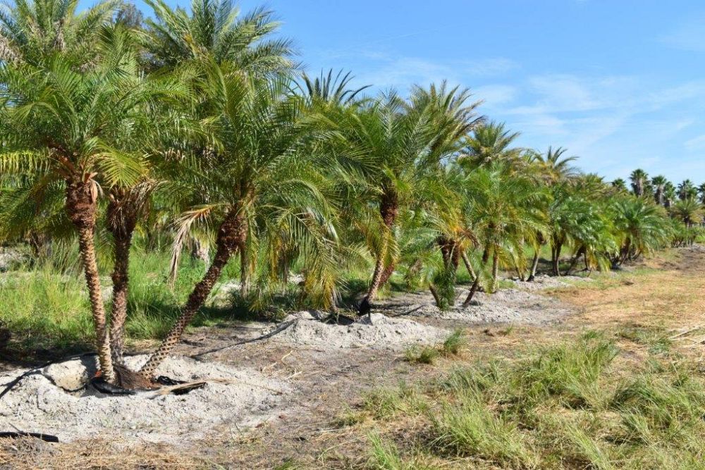 phoenix-roebelenii-pygmy-date-palm-roebelenii-palm