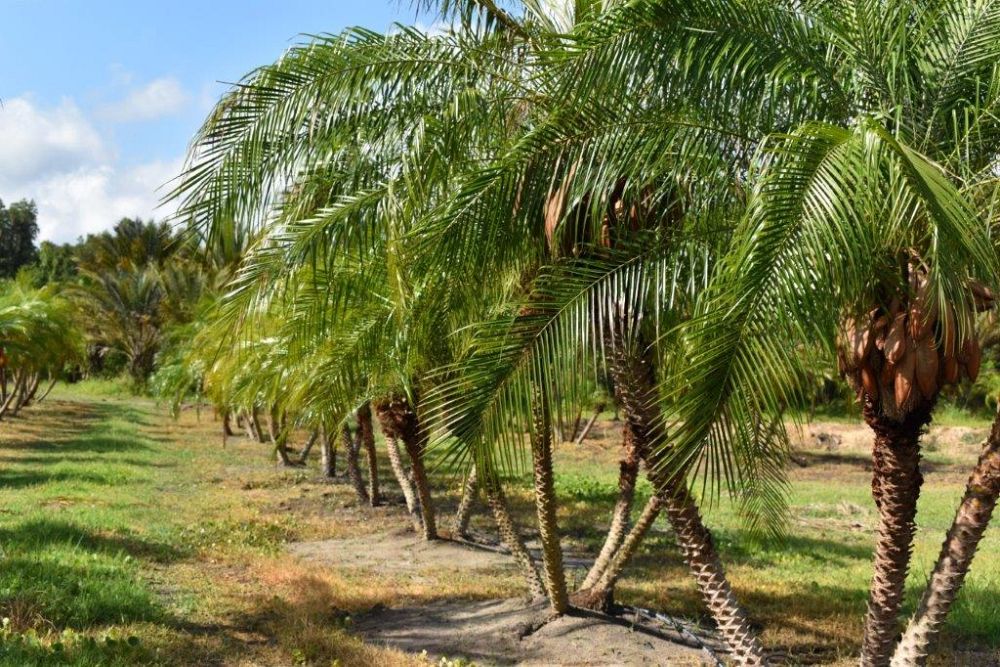 phoenix-roebelenii-pygmy-date-palm-roebelenii-palm