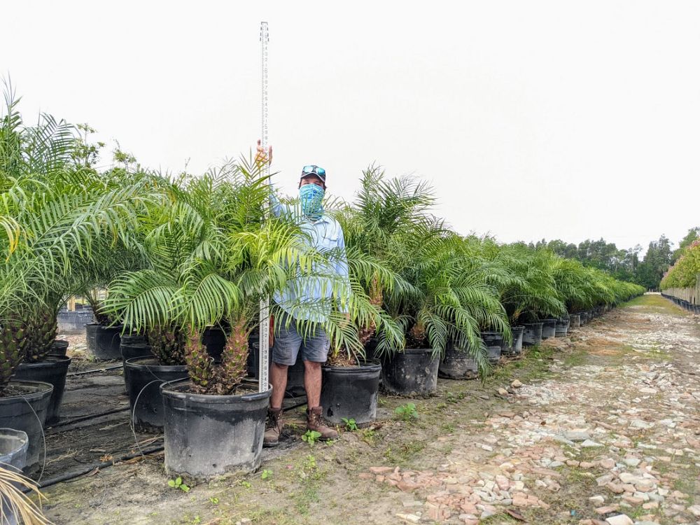 phoenix-roebelenii-pygmy-date-palm-roebelenii-palm