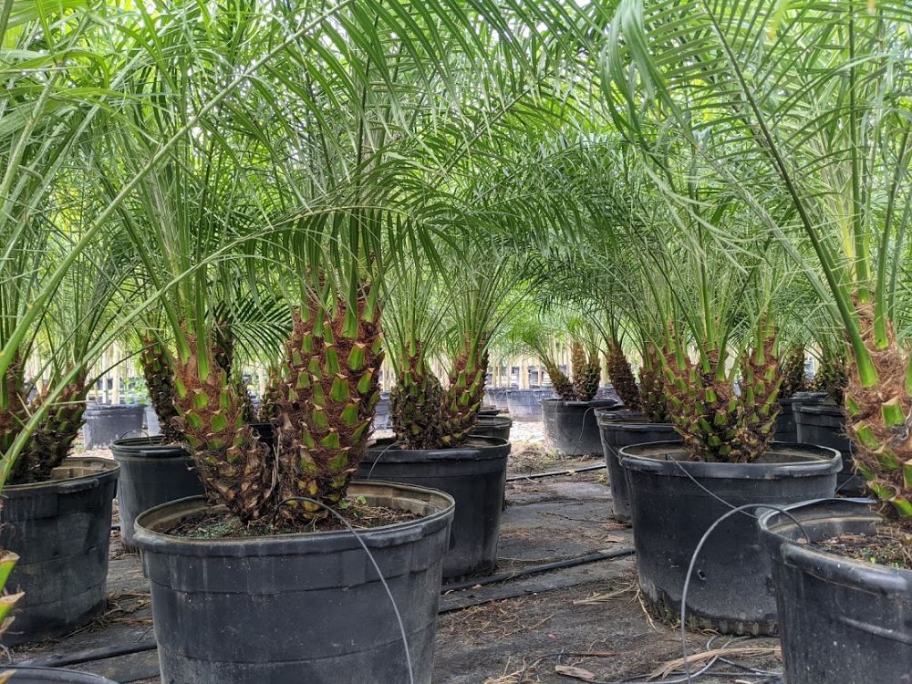 phoenix-roebelenii-pygmy-date-palm-roebelenii-palm