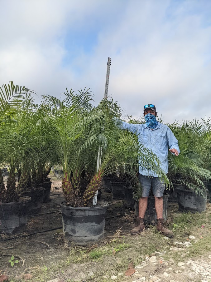 phoenix-roebelenii-pygmy-date-palm-roebelenii-palm