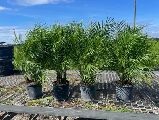 phoenix-roebelenii-pygmy-date-palm-roebelenii-palm