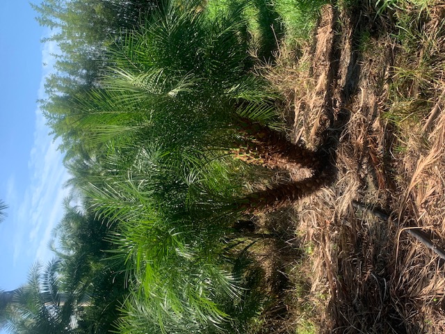 phoenix-roebelenii-pygmy-date-palm-roebelenii-palm