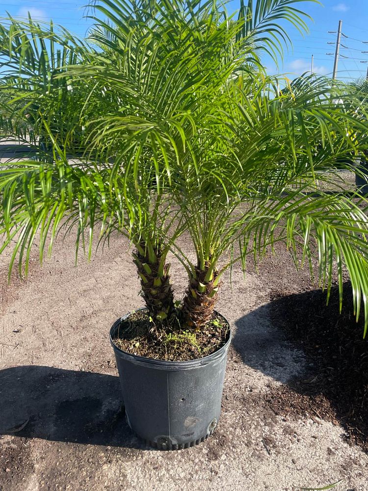 phoenix-roebelenii-pygmy-date-palm-roebelenii-palm