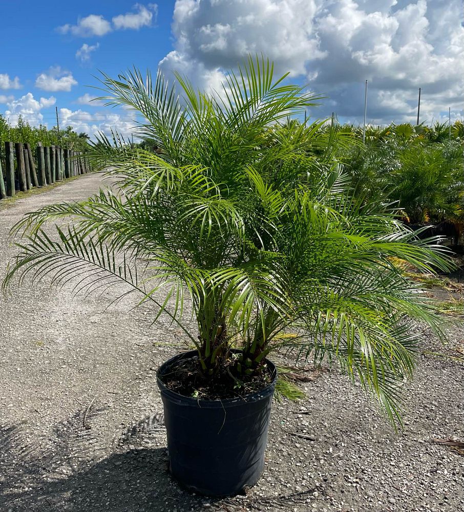 phoenix-roebelenii-pygmy-date-palm-roebelenii-palm