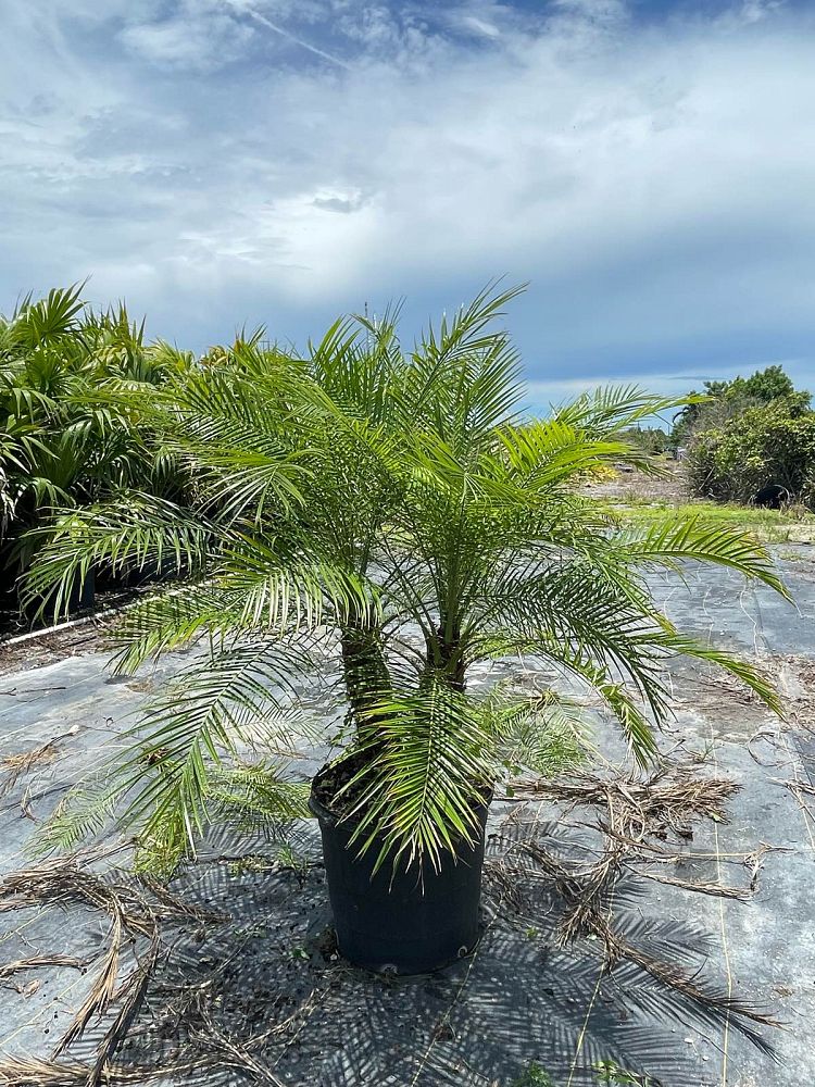phoenix-roebelenii-pygmy-date-palm-roebelenii-palm