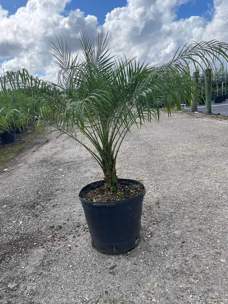 phoenix-roebelenii-pygmy-date-palm-roebelenii-palm