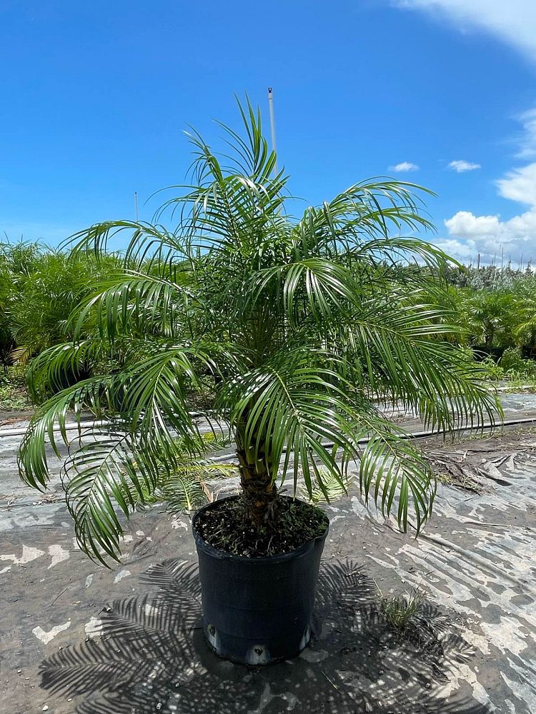 phoenix-roebelenii-pygmy-date-palm-roebelenii-palm